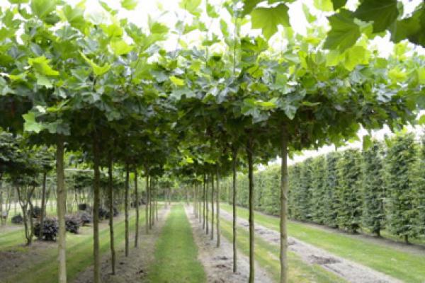 Kirschlorbeer Als Baum Schneiden